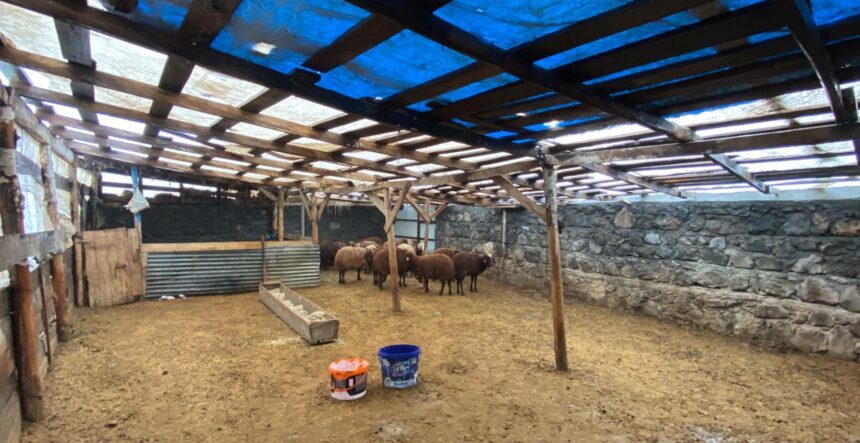 SISLI HAVADA KOYE INEN KURT AGILDAKI 20 1139411 338330