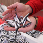 ‘SOGUK HAVA NEDENIYLE HAMSILER GURCISTAN 1097601 325788