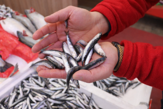 ‘SOGUK HAVA NEDENIYLE HAMSILER GURCISTAN 1097601 325788