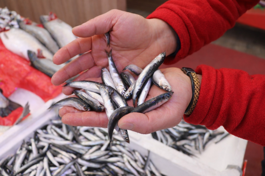 ‘SOGUK HAVA NEDENIYLE HAMSILER GURCISTAN 1097601 325788