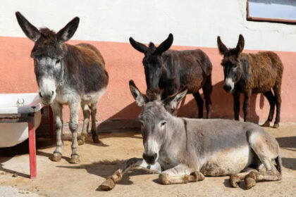 AT ESEK KATIR AZALDI 1168660 347138 1