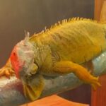 KACAK YOLLARLA GETIRILEN EGZOTIK HAYVANL 1181901 351051 e1771851085538