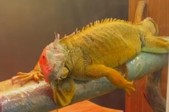 KACAK YOLLARLA GETIRILEN EGZOTIK HAYVANL 1181901 351051 e1771851085538