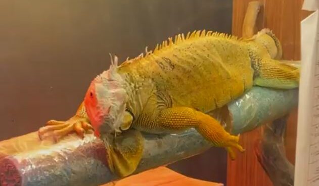 KACAK YOLLARLA GETIRILEN EGZOTIK HAYVANL 1181901 351051 e1771851085538