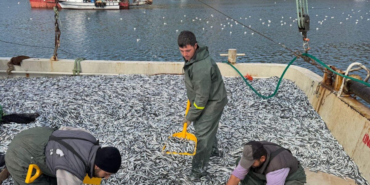 Karadeniz’de hamsi bereketi! 6 saatte 30 ton hamsi avladı