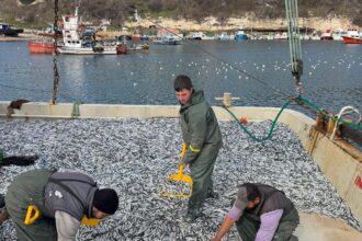 KIRKLARELILI BALIKCILAR KARADENIZDE 6 1184166 351802