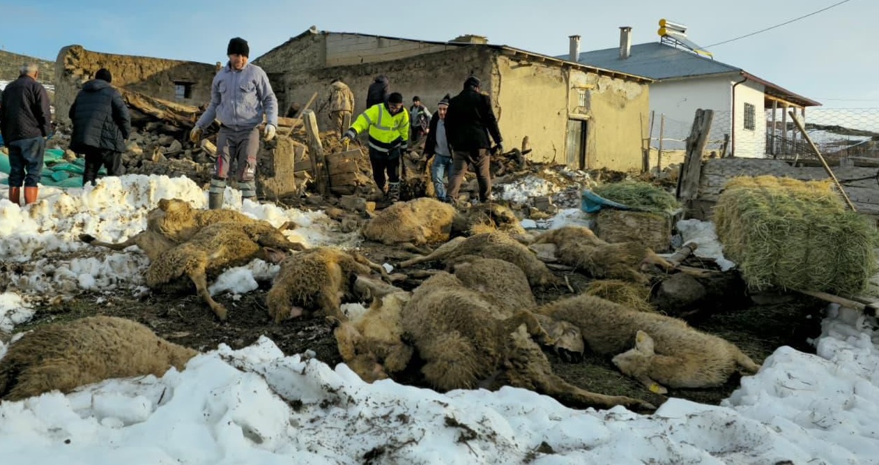 Üzerinde kar biriken ağıl çöktü, 40 koyun öldü