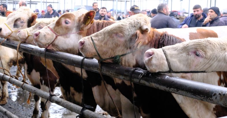 Türkiye’nin en büyük canlı hayvan pazarında yoğunluk
