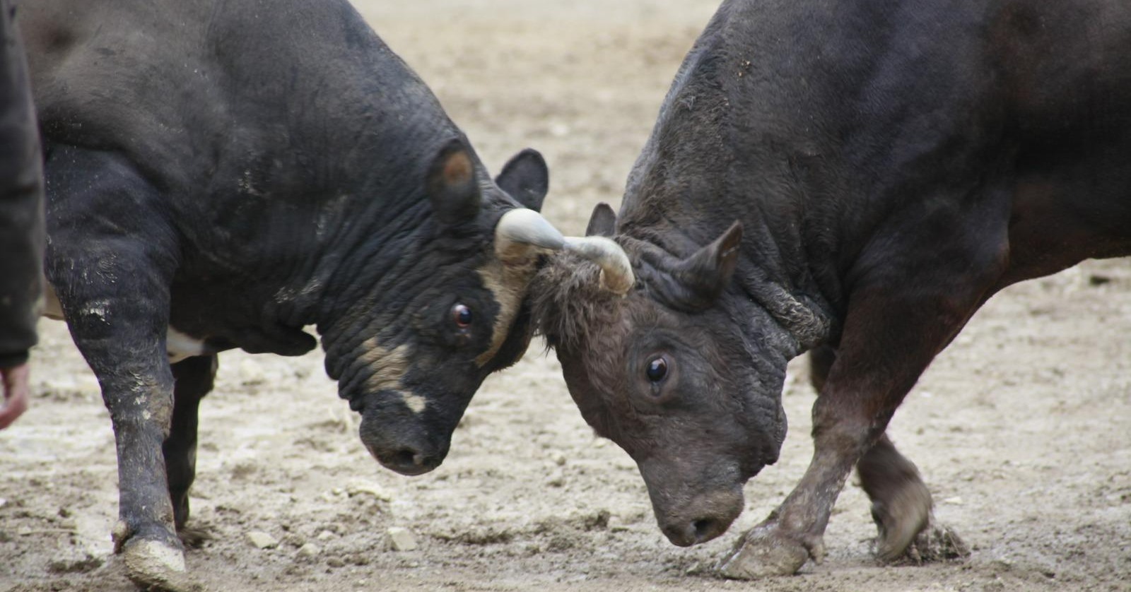 31. Boğa Güreşleri Festivali’ne yoğun ilgi