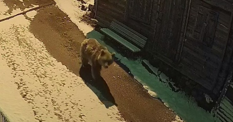 Kış uykusundan uyanan ayılar yayla evlerinde yiyecek aradı