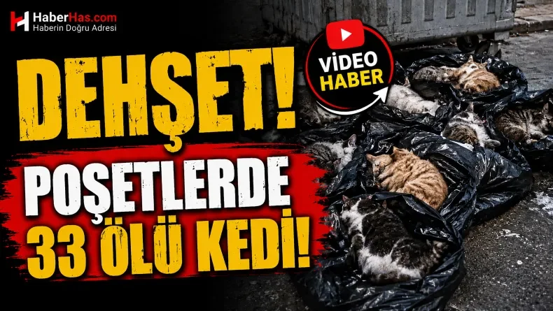 Çöp Konteynerinden Facia Çıktı: 33 Kedi Ölü Bulundu