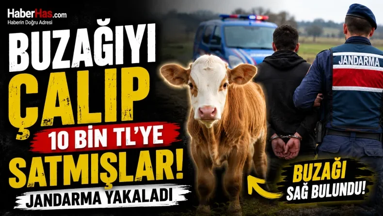 Açık Araziden Çaldılar: Buzağıyı 10 Bin TL’ye Sattılar!