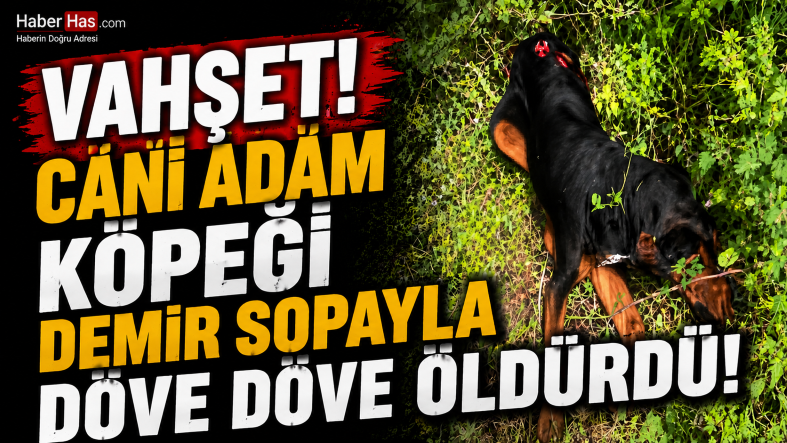 köpek