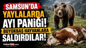 Samsun'da Yaylalarda Ayı Paniği! Büyükbaş Hayvanlara Saldırdılar-donusturuldugu-kaynak-png