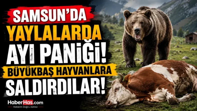 Samsun’da Yaylalarda Ayı Paniği! Büyükbaş Hayvanlara Saldırdılar