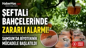 Şeftali Bahçelerinde Zararlı Alarmı! Samsun'da Biyoteknik Mücadele Başlatıldı-donusturuldugu-kaynak-png