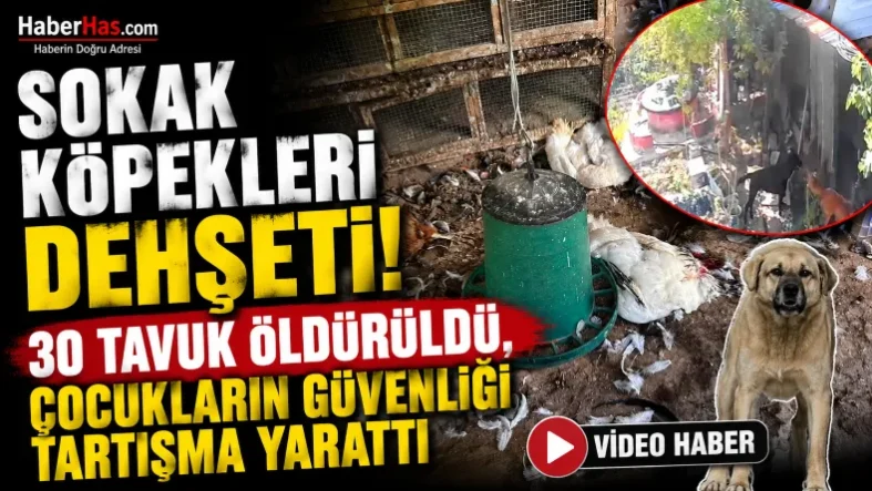 Sokak Köpekleri Dehşeti! 30 Tavuk Öldürüldü, Çocukların Güvenliği Tartışma Yarattı-donusturuldugu-kaynak-png