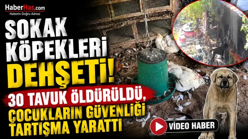 Sokak Köpekleri Dehşeti! 30 Tavuk Öldürüldü, Çocukların Güvenliği Tartışma Yarattı