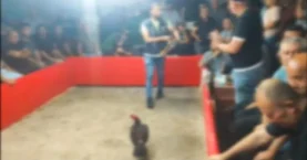 Hayvanları Koruma Derneği Kurup Horoz Dövüştürdüler 110 Kişiye Ceza Yağdı