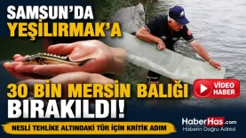 Samsun'da Yeşilırmak'a 30 Bin Mersin Balığı Bırakıldı!-donusturuldugu-kaynak-png
