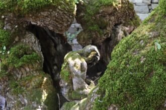 300 YILLIK DUT AGACINDA INSAN SILUETI 953682 283157 e1760001060185