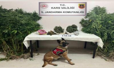 Kars’ta, Jandarmadan Uyuşturucu Operasyonu: 2 Gözaltı