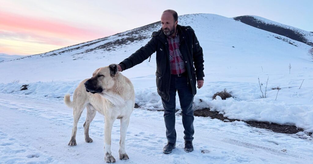 Doğum yapan koyunu ve yavrusunu arazide korumuştu! ‘Kral’ Çobanı kurtların saldırısından kurtardı