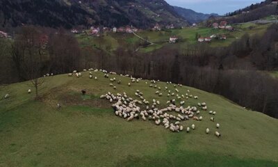 Trabzon’da meralarda çobanların mesaisi sürüyor