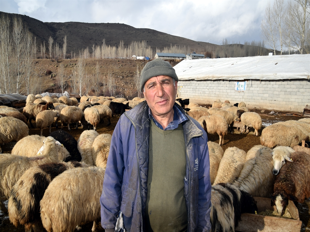 Şehirden köyüne döndü; devlet desteğiyle aldığı 100 koyunu 520’ye çıkardı