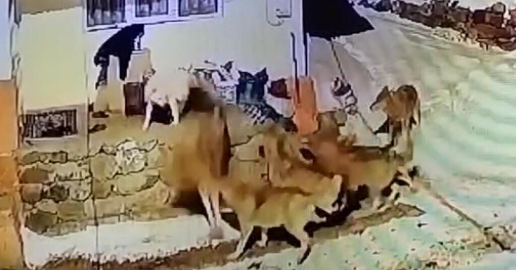 ARDAHAN COBAN KOPEGI KURT SURUSUNE TE 534971 158418