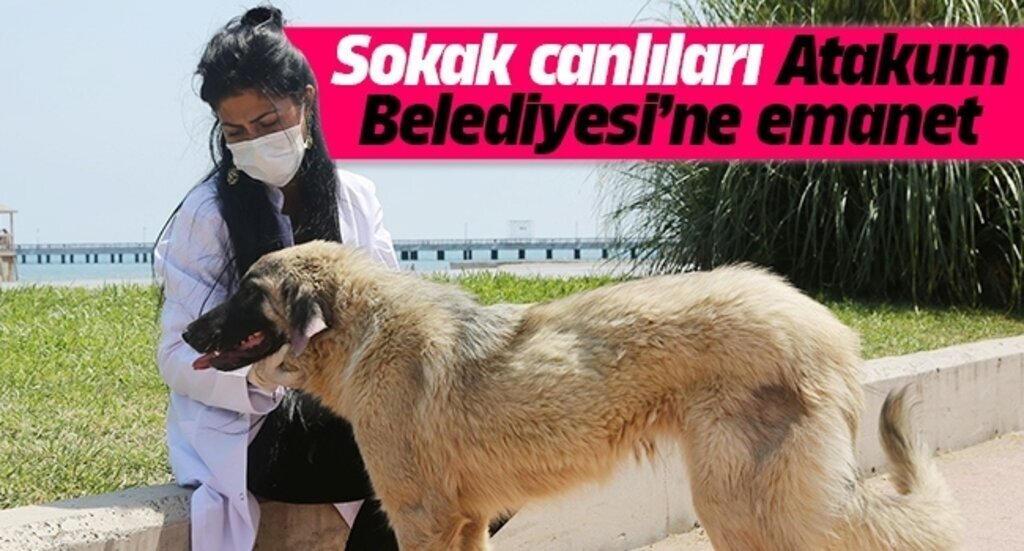 ATAKUM BELEDIYESI SOKAK CANLILARININ YARDIMINA KOSUYOR