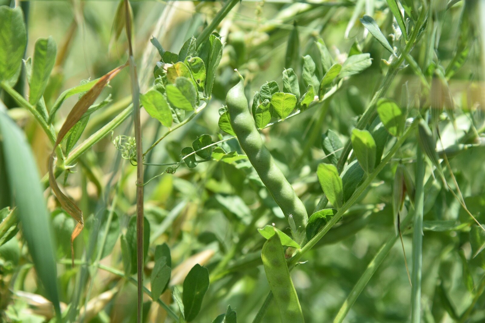 ATAKUMLU CIFTCIYE YEM BITKISI DESTEGI 4