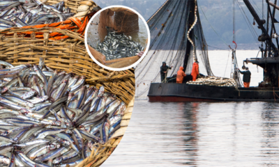 2023-2024 balıkçılık av sezonu bugün sona eriyor