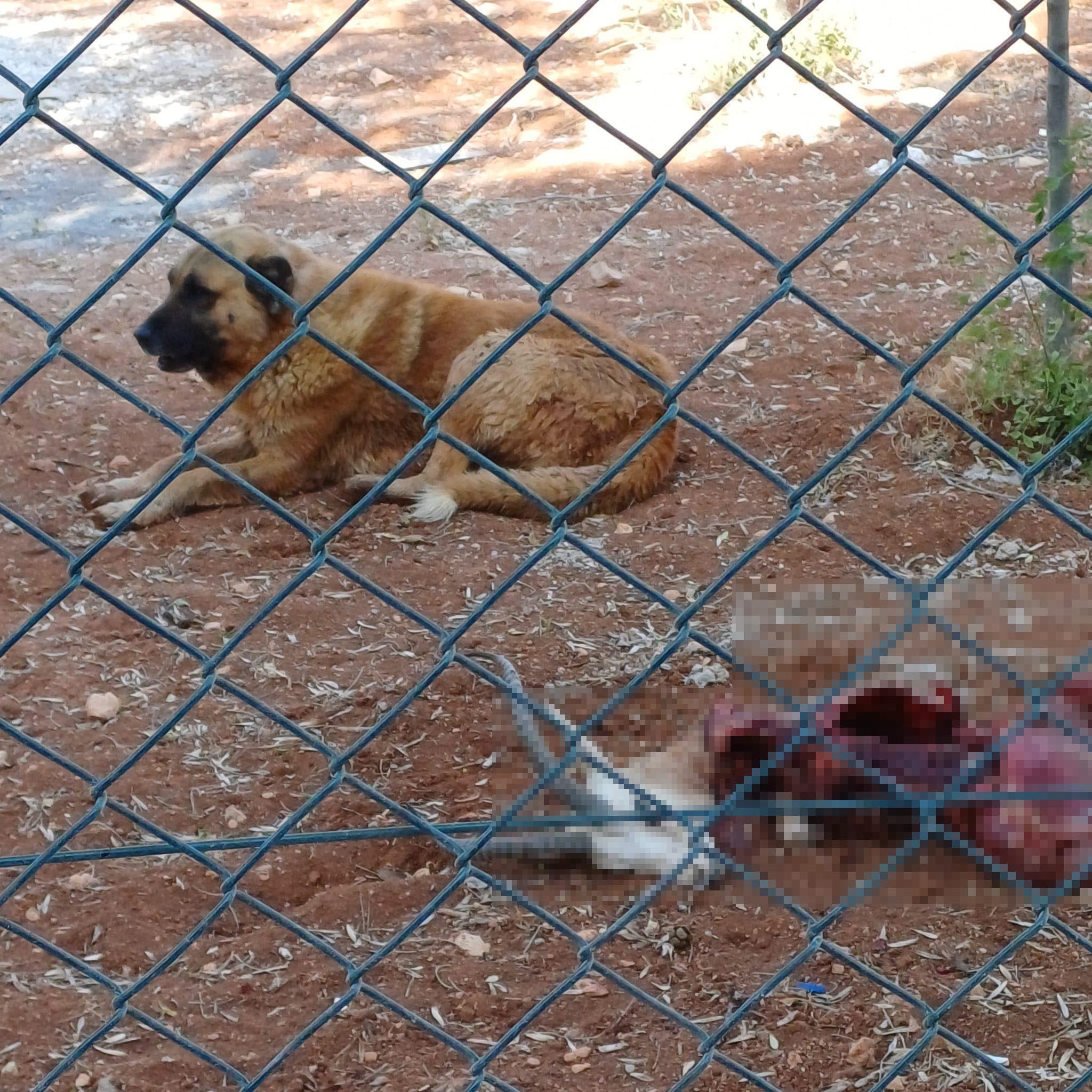 BASIBOS KOPEKLER KORUMA ALTINDAKI 2 CEY 838023 248356