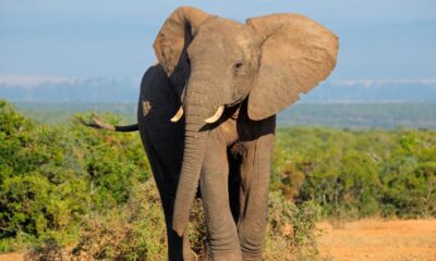 Afrika ülkesi Botsavna, Almanya’yı 20 bin fille tehdit etti!