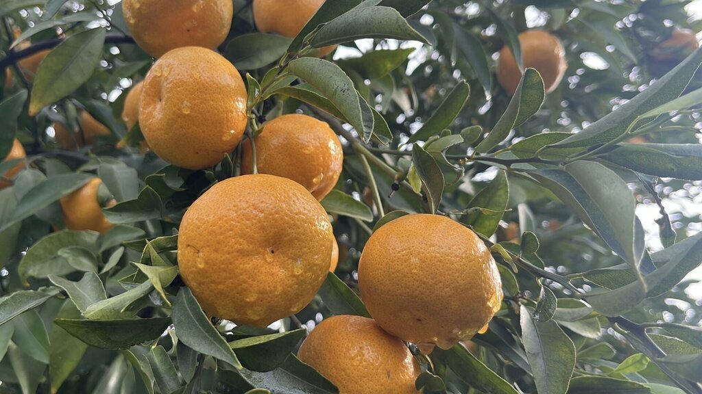 BODRUMUN COGRAFI ISARETLI MANDALINASI B 451061 133188 scaled