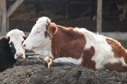 BOLUDA 18 KOY VE 4 MAHALLEDE SAP KARANT 997466 295921