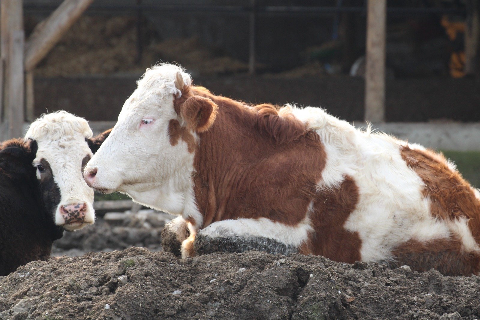 Bolu’da 18 köy ve 4 mahallede şap karantinası