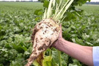 Bakanlik duyurdu Seker pancari alim fiyatibelli oldu