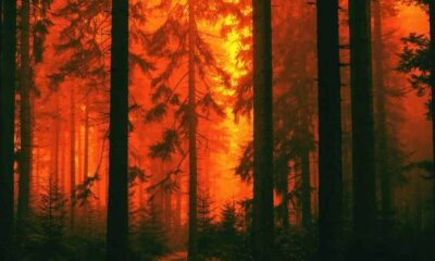 Balıkesir’de Orman Yangını
