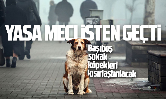 Başıboş köpeklere ilişkin kanun teklifi Meclis’ten geçti