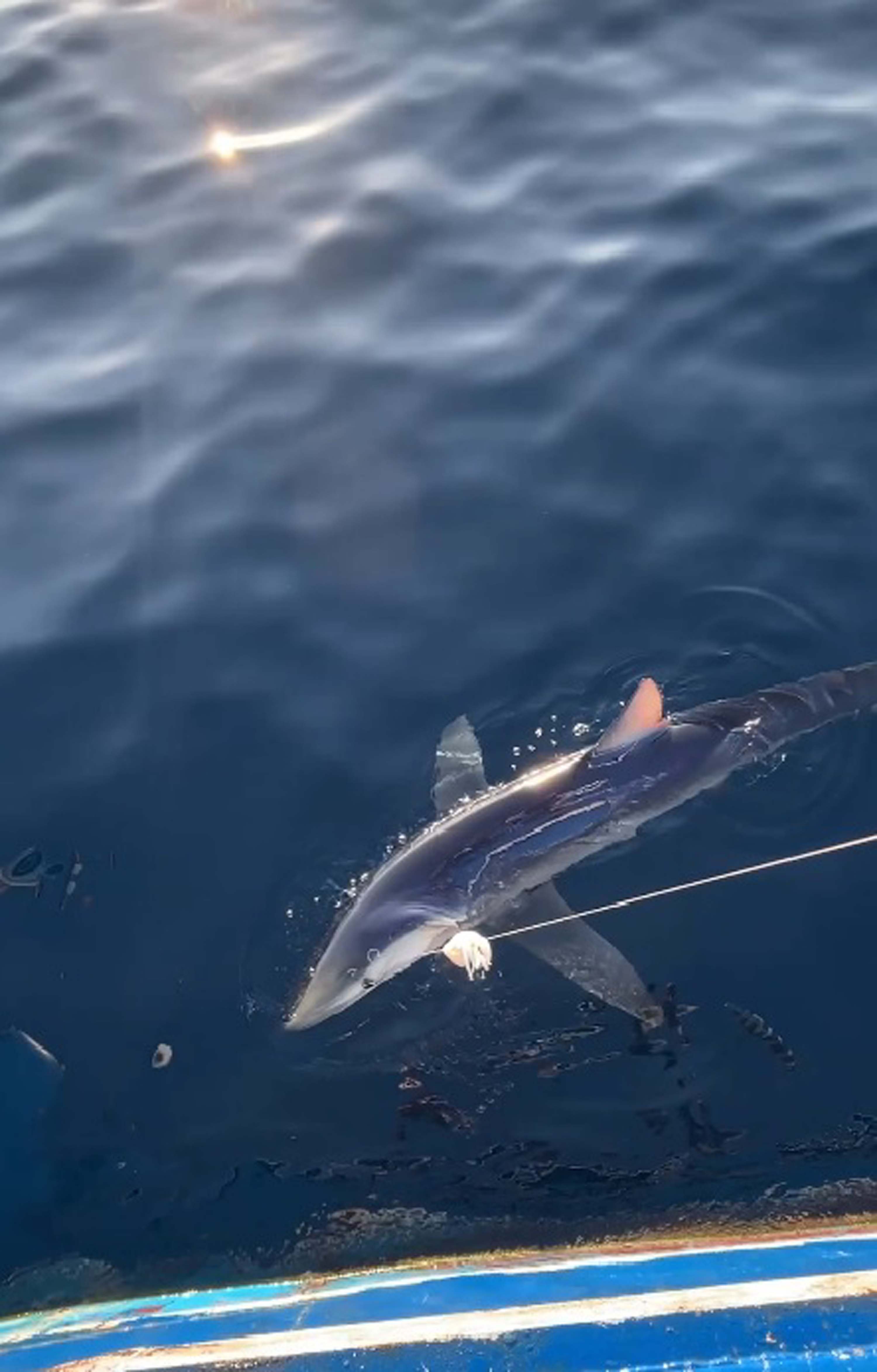 CANAKKALEDE 100 KILOLUK MAVI KOPEK BALI 831214 246319