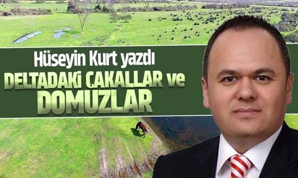 DELTADAKI CAKALLAR ve DOMUZLAR1