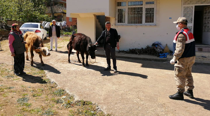 Samsu’nda Kaybolan 2 Adet Büyükbaş Hayvan Bulunarak Sahibine Teslim Edildi