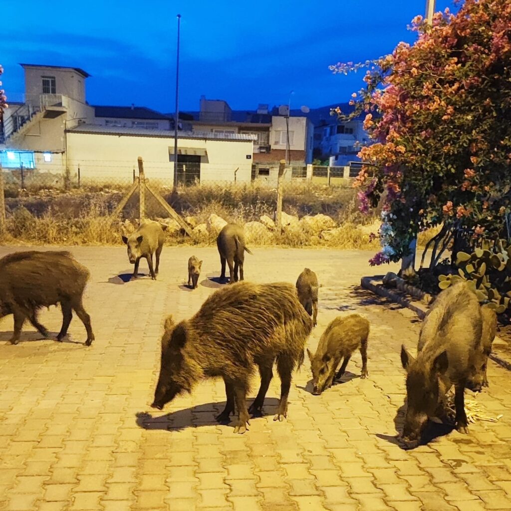 Aç kalan yaban domuzları şehre indi