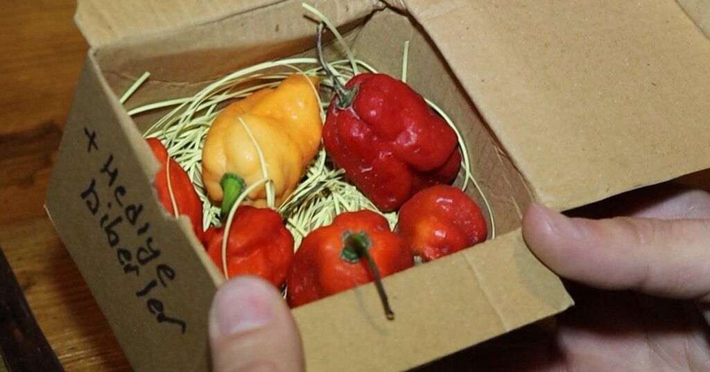 DUNYANIN EN ACI BIBERINI YEME YARISMAS 517790 153314