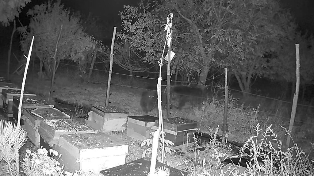 ELEKTRIKLI TELLERI ASAMAYAN AYILAR ARI 359402 99165