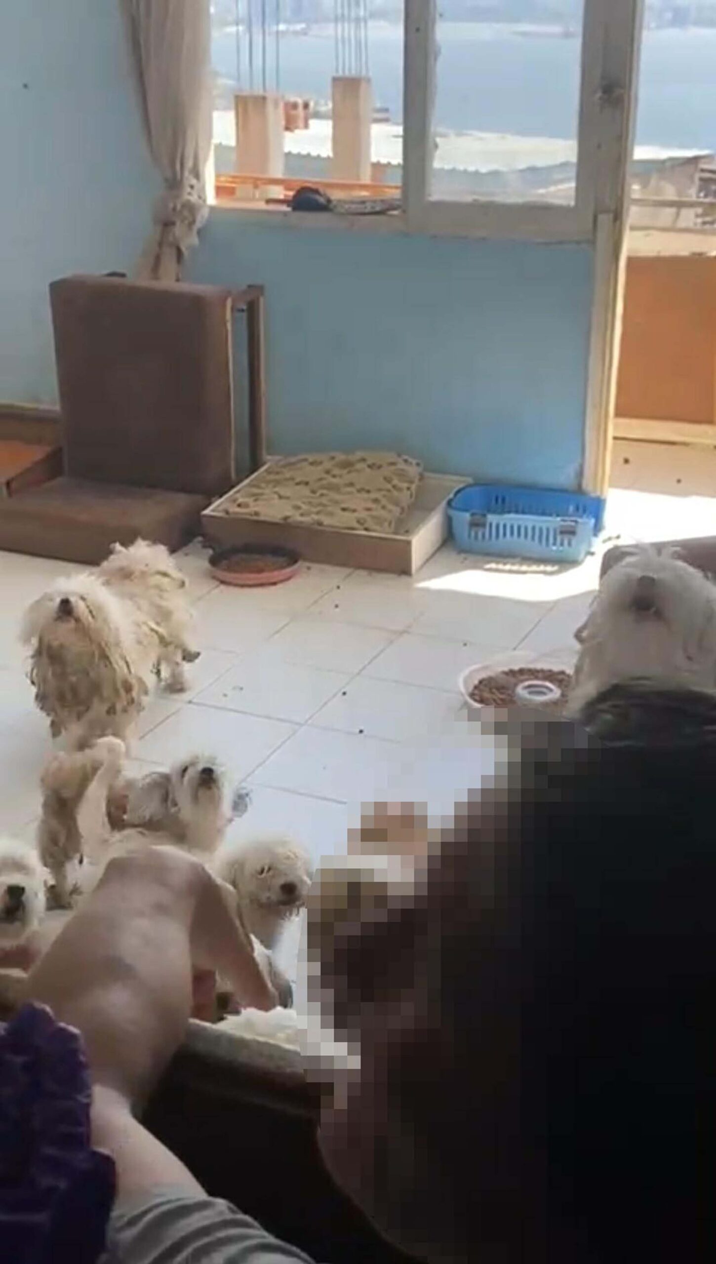 EVDE TUTULAN 20 KOPEK SIKAYET UZERINE K 898959 267102 scaled