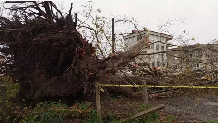 Samsun’da şiddetli rüzgarda 600 yıllık çınar ağacı devrildi