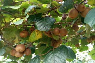 Ekran goruntusu 2025 11 07 013213